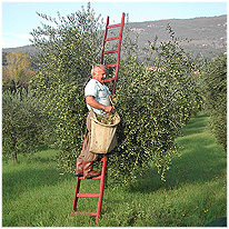 raccolta a mano della olive presso agriturismo San Potente