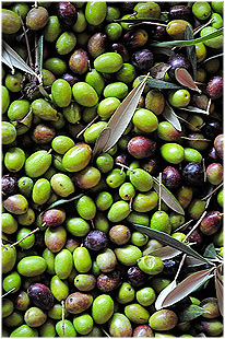 Olive raccolte uliveto San Potente Assisi